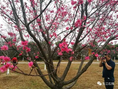 杏彩体育-河北石家庄木兰园，木兰花开荷花香