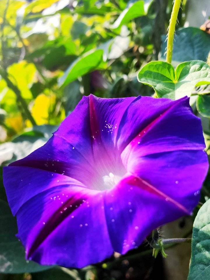 深谷苦雨叶随星，花若垂丝晚桃千碎